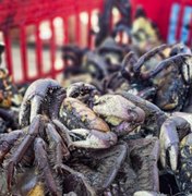 Operação resgata 700 aves e caranguejos mantidos e vendidos ilegalmente em Arapiraca