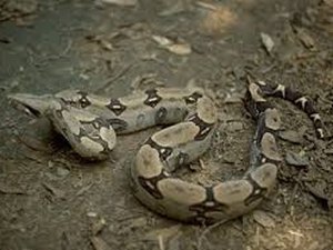 Bombeiros são acionados para capturar cobra em Japaratinga