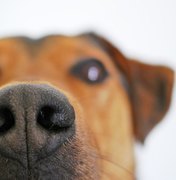 Cientistas descobrem como os cães detectam diabetes em seus donos