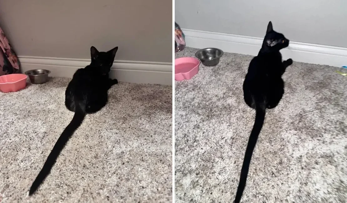 Gato resgatado viraliza com rabo gigante e surpreende as redes sociais