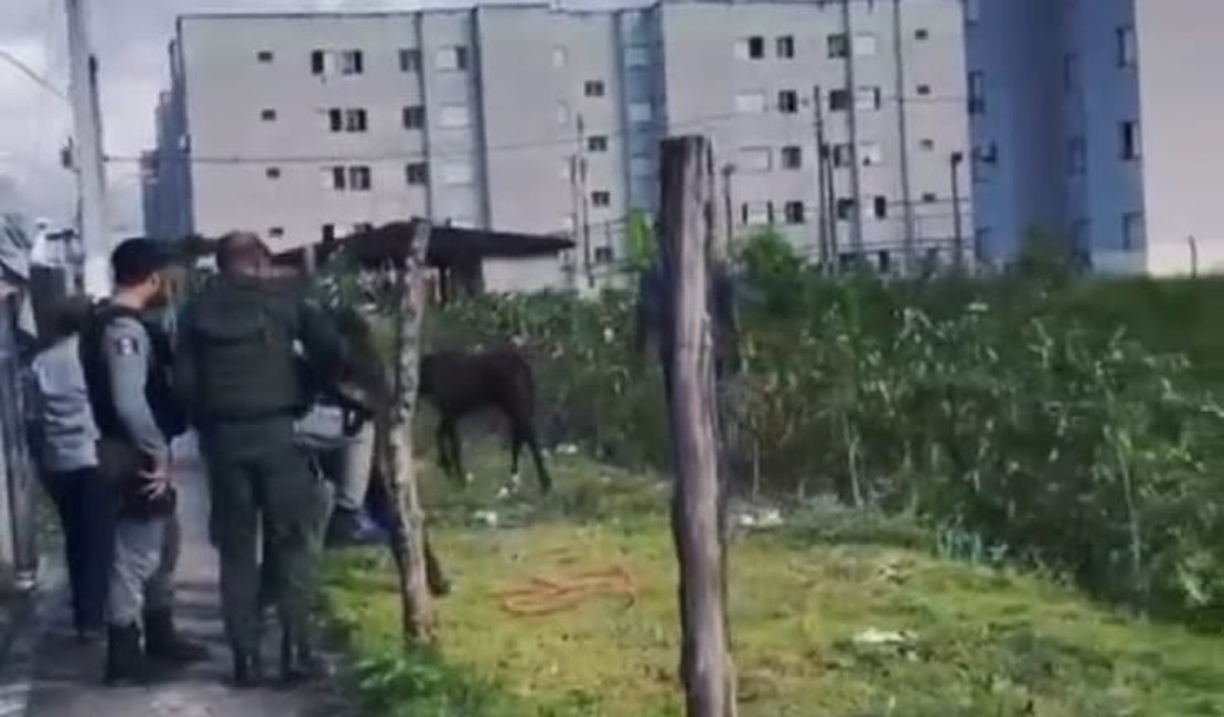 Cavalo que sofria maus tratos é resgatado em ação conjunta