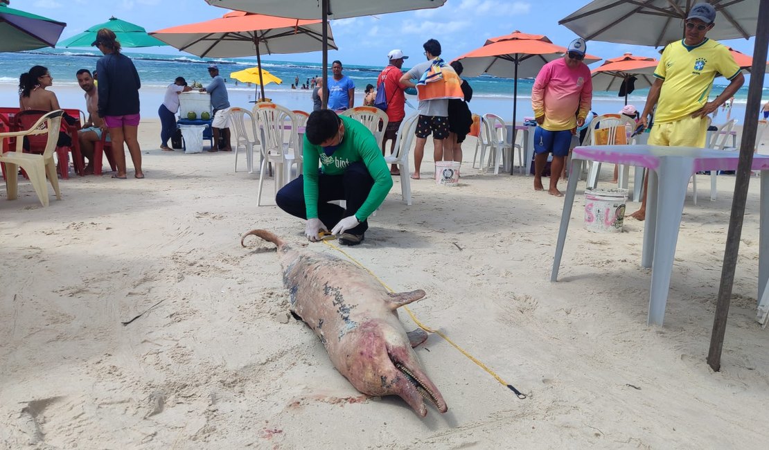 Golfinho com marcas de mordidas de tubarão encalha morto na Praia do Francês