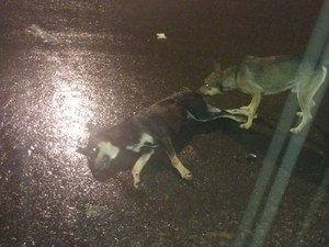  Cachorro morre e motociclista fica ferido após colisão em Arapiraca