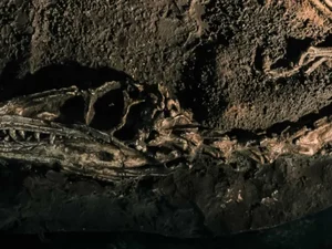Fóssil descoberto no Brasil lança luz sobre origem dos dinossauros