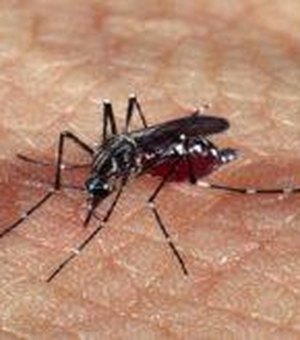 Casos notificados de Dengue se aproximam dos 20 mil em Alagoas