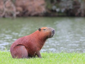 [Vídeo] Homem diz ter sido mordido por capivara durante pescaria em Maceió