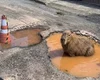 Capivara criada por IA viraliza e faz prefeitura tapar buraco na rua