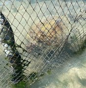 Tartaruga marinha é encontrada em curral na Praia da Ponta Verde