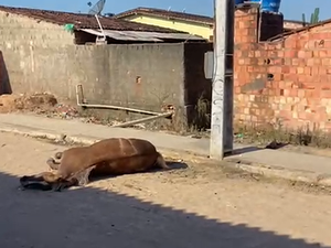 Poste energizado provoca morte de cavalo e assusta moradores em Porto Calvo