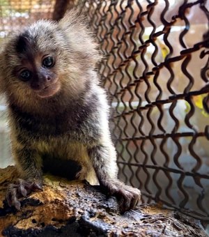 IMA e Sesau alertam sobre risco do contato humano com saguis