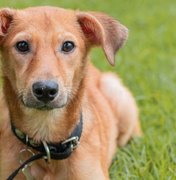 Feira de Adoção animal acontece em Maceió neste domingo (4) na Rua Fechada