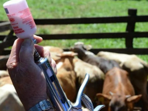 Prazo para vacinação contra Aftosa é adiado para 30 de junho em AL