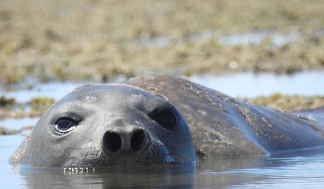 ICMBio pede ajuda da população para investigar morte de elefante-marinho em AL