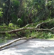 Árvore caída interrompe trânsito na rodovia AL 215