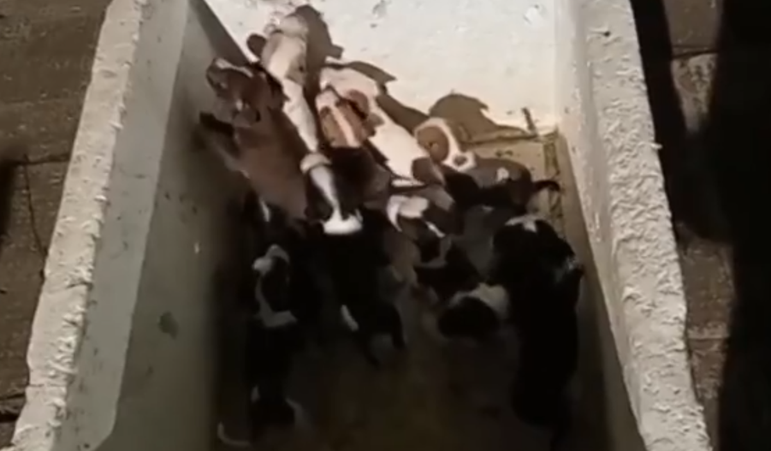 Homem é detido por abandonar dez filhotes de cachorro no bairro do Pinheiro