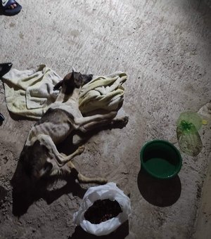 Revolta: mais um cachorro morre após engolir vidro em Maragogi