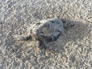 Tartaruga é encontrada encalhada em praia de Paripueira