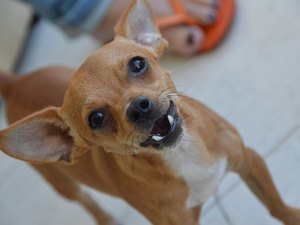 Saiba o que fazer quando for mordido por um cão desconhecido