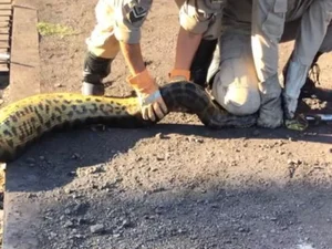 Sucuri é capturada após devorar cachorro em empresa do Mato Grosso do Sul