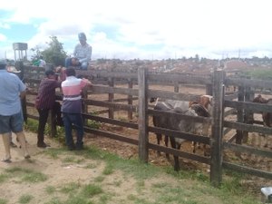 Feira de gado de Dois Riachos está suspensa por tempo indeterminado