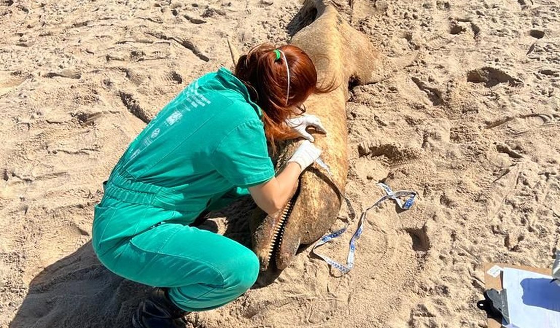 Corpo de golfinho é encontrado na Praia da Sereia, em Maceió