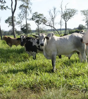 Ministério da Agricultura confirma caso de mal da vaca louca