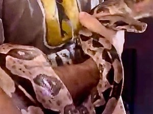 Animais silvestres mantidos ilegalmente são resgatados de residência na Mangabeiras