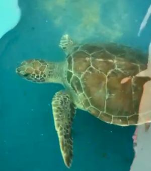 Tartaruga-verde reabilitada após amputação será devolvida ao mar, em Riacho Doce