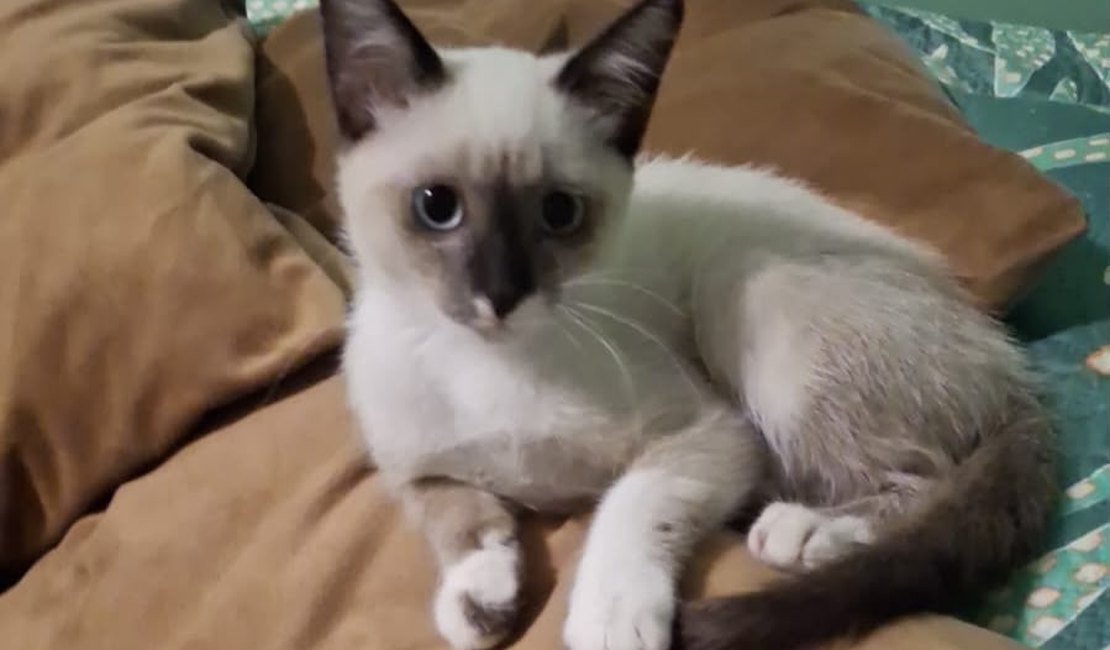 Gata de apoio emocional para idoso com depressão desaparece em Arapiraca