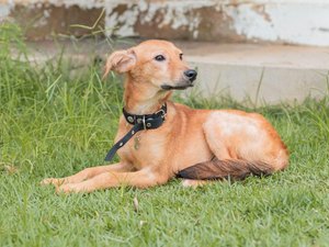 Prefeitura de Maceió abre edital para cadastramento de ONGs e protetores independentes de animais