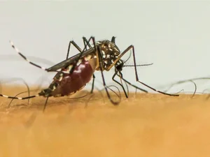 Vírus da chikungunya afeta crianças e adolescentes e deixa sequelas