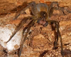 Chapada dos Veadeiros: aranha pode causar ereção que dura até 4 horas