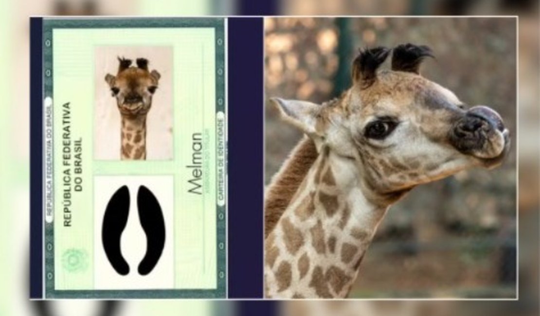 Girafa recém-nascida no Zoo de SP já tem nome e RG: 'Melman' recebeu mais de 43% dos votos