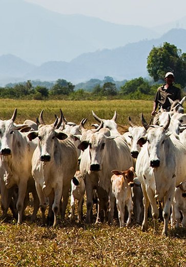 Rebanho bovino cai 3%, mas produção de leite movimenta R$ 1,3 bilhão em Alagoas