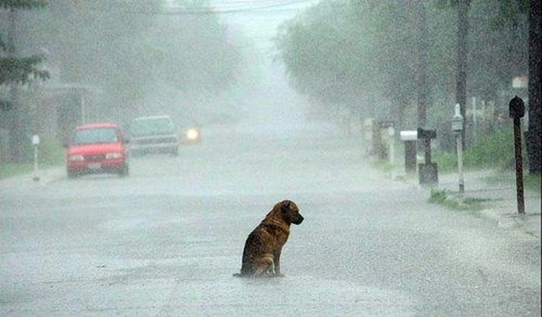 Protetores de animais incentivam adoção e empatia durante o período de chuva