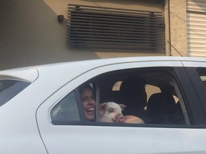 Porca é flagrada em passeio de carro no Centro de Taubaté, SP