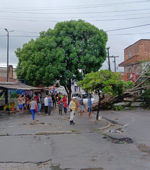Árvore cai, atinge carro, fiação e interdita avenida em frente ao terminal de ônibus do Benedito