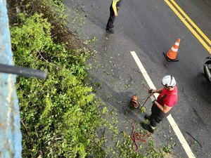 Chuva forte: árvore cai na Leste-Oeste e trânsito fica lento na região