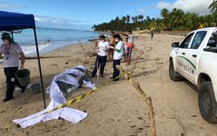 Filhote de baleia jubarte é encontrado morto no Litoral