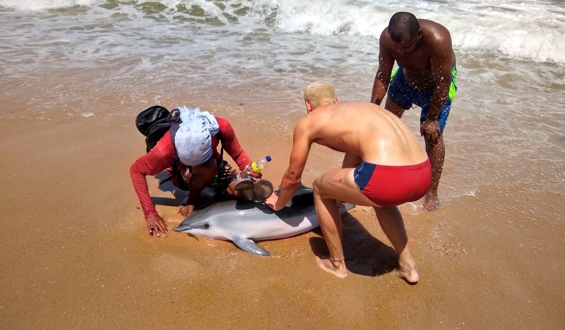 Golfinho encalha na praia de Cruz das Almas e morre após regaste
