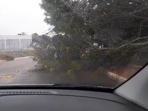 Árvore cai após chuvas e ventania e exige atenção de motoristas em Craíbas