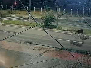 Cavalo solto na pista causa acidente na Avenida Josefa de Melo, em Maceió