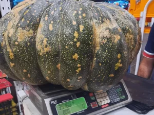 Agricultora colhe jerimum 'gigante' de 35 quilos em Limoeiro, no Agreste