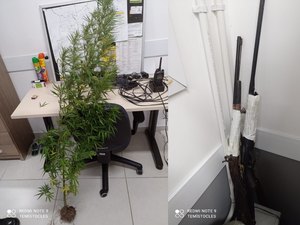 Homem é preso com armas e plantação de maconha dentro de casa