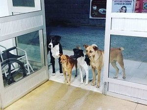 Cães acompanham e aguardam morador de rua na porta de hospital