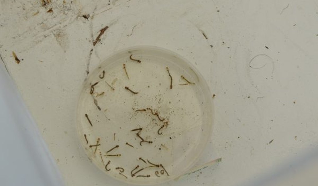 AL registra cinco mortes por dengue em 2024; novo óbito está sendo investigado