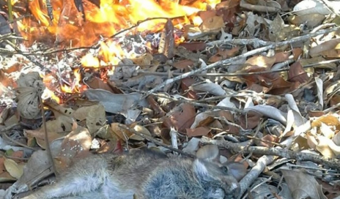 Incêndio devasta vegetação da Mata Atlântica em Anadia