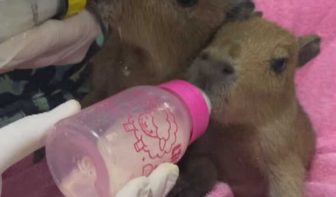 Filhotes de capivara são resgatados na Via Dutra e recebem leite na mamadeira