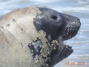 Banhistas devem manter distância de elefante-marinho que chegou à praia de Maceió