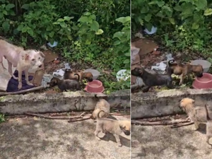 [Vídeo] Cadelinha e filhotes são abandonados em estrada de Arapiraca; moradores pedem resgate